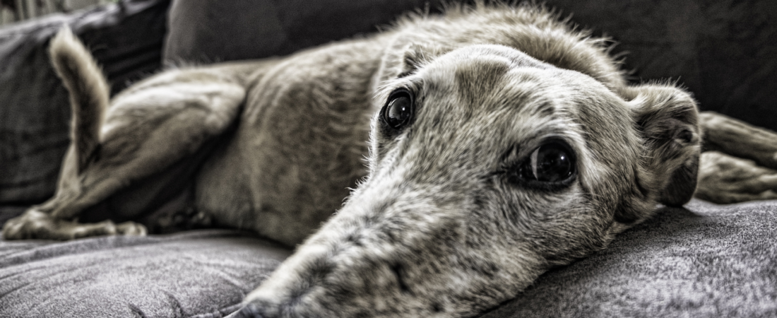 Chien et chats : comment aménager l’espace de mon animal pour rendre sa fin de vie confortable