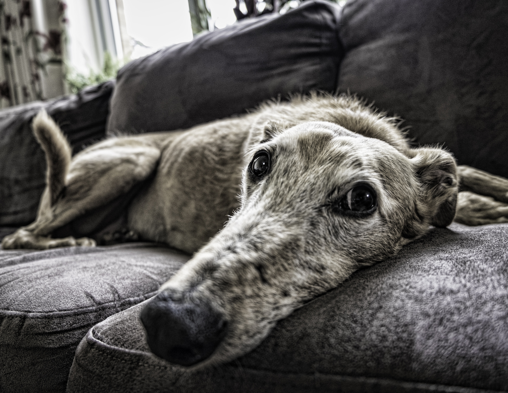Chien et chats : comment aménager l’espace de mon animal pour rendre sa fin de vie confortable