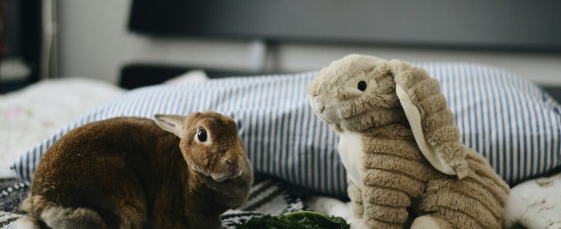 Quels sont les symptômes de fin de vie chez les lapins ?