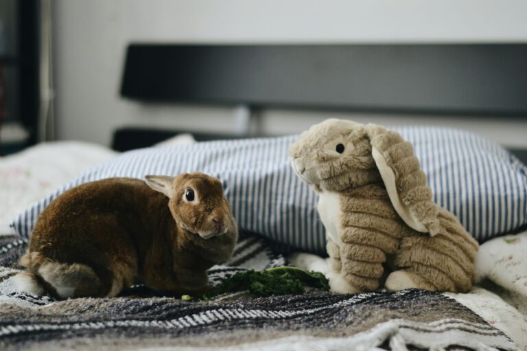 Quels sont les symptômes de fin de vie chez les lapins ?