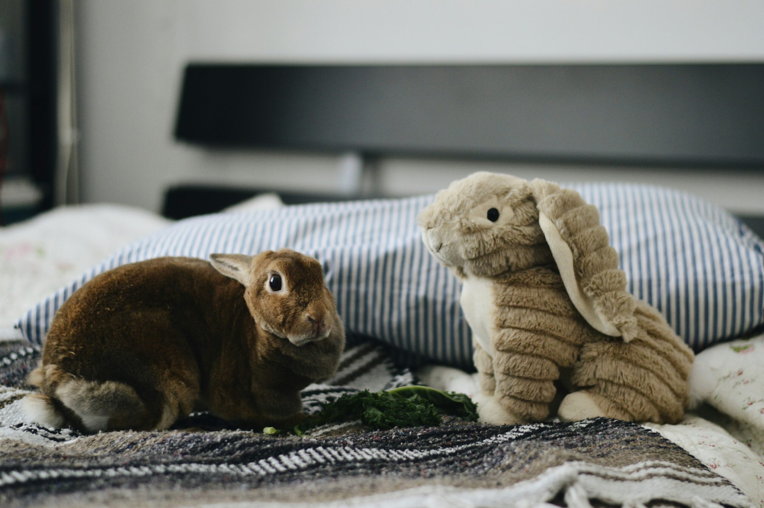 Quels sont les symptômes de fin de vie chez les lapins ?