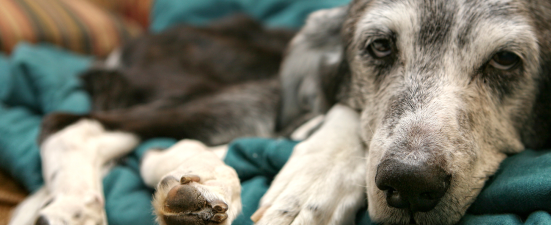 Les soins palliatifs chez l’animal, qu’est-ce que c’est ?