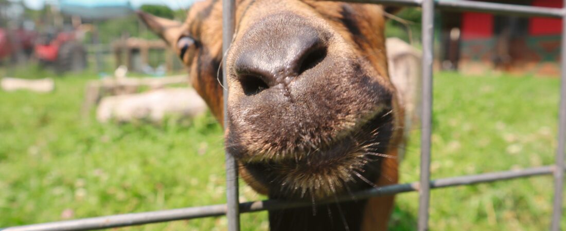 Chevaux, vaches, moutons et chèvres : comment aménager l’espace de mon animal pour rendre sa fin de vie confortable