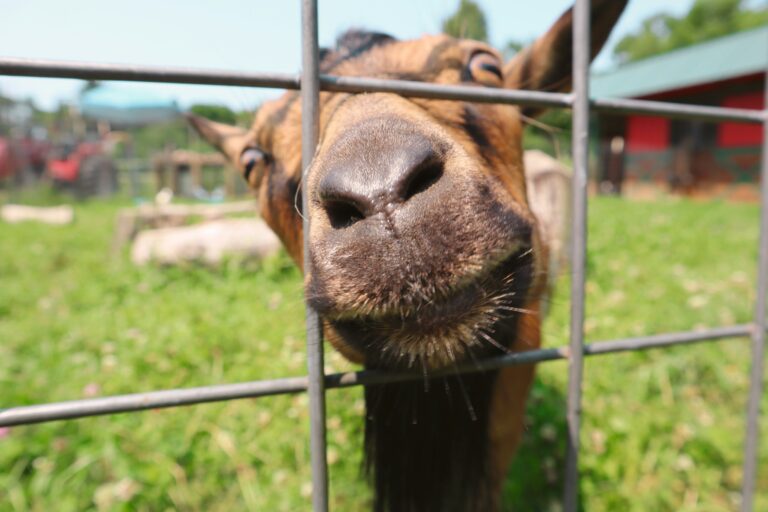 Chevaux, vaches, moutons et chèvres : comment aménager l’espace de mon animal pour rendre sa fin de vie confortable