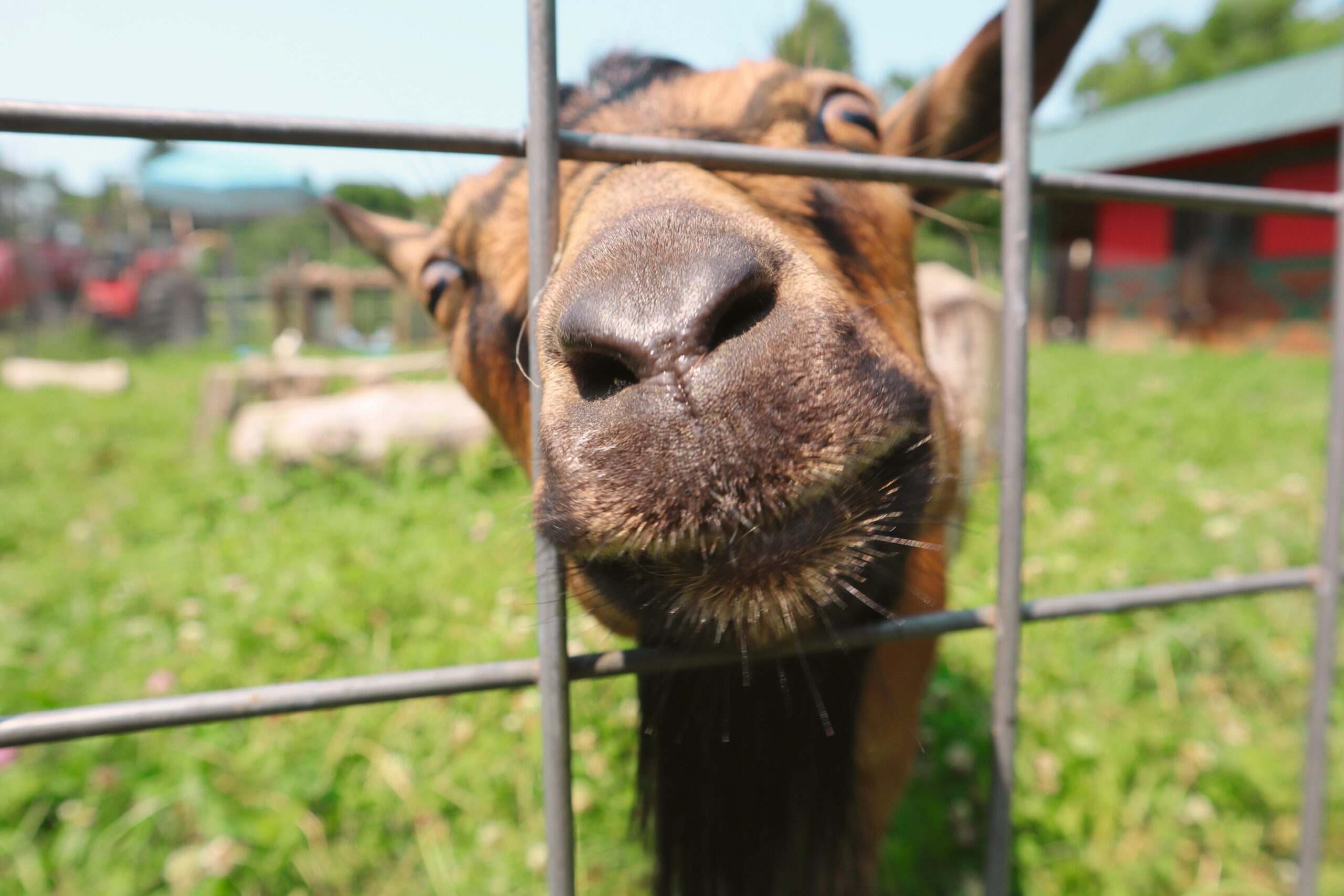 Chevaux, vaches, moutons et chèvres : comment aménager l’espace de mon animal pour rendre sa fin de vie confortable
