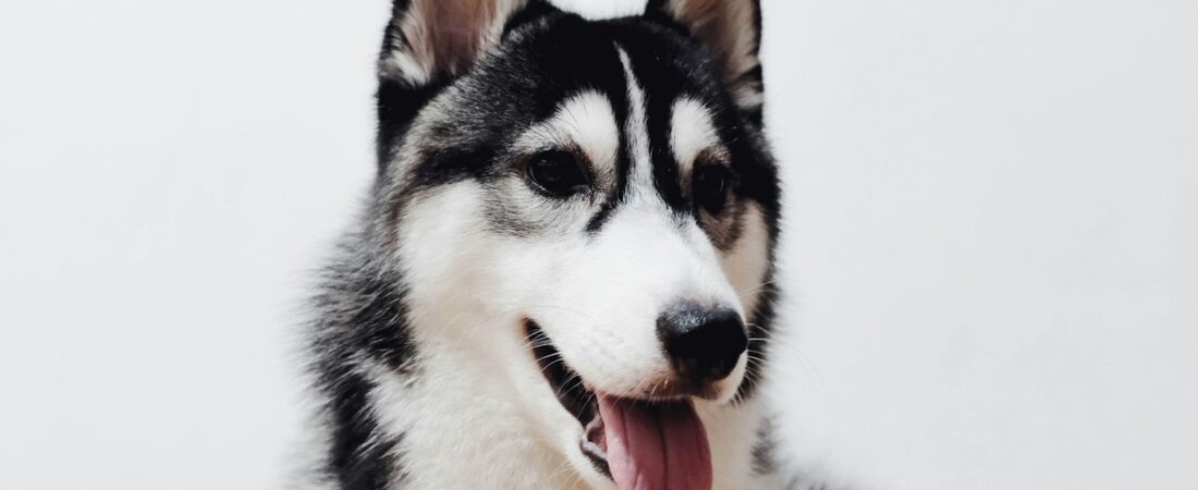 Quels sont les symptômes de fin de vie chez les grands chiens (Labrador, Berger Allemand, Golden Retriever, Rottweiler…) ?