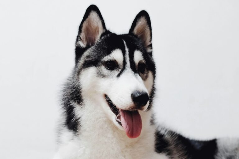 Quels sont les symptômes de fin de vie chez les grands chiens (Labrador, Berger Allemand, Golden Retriever, Rottweiler…) ?