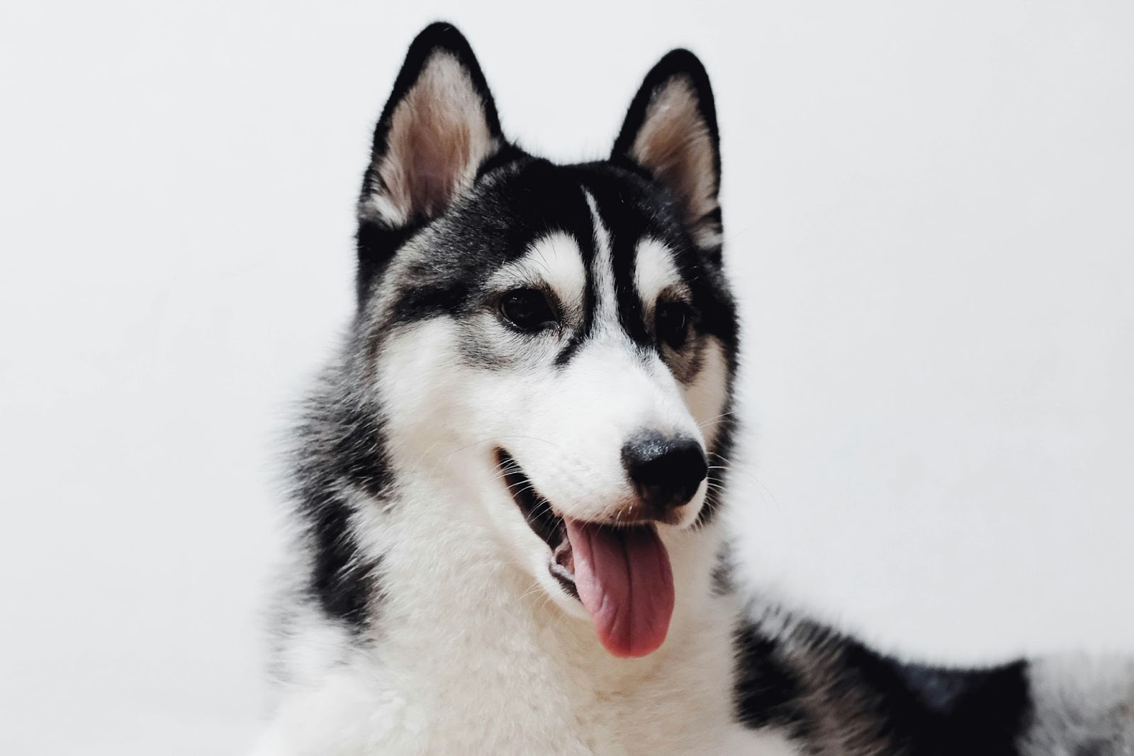Quels sont les symptômes de fin de vie chez les grands chiens (Labrador, Berger Allemand, Golden Retriever, Rottweiler…) ?