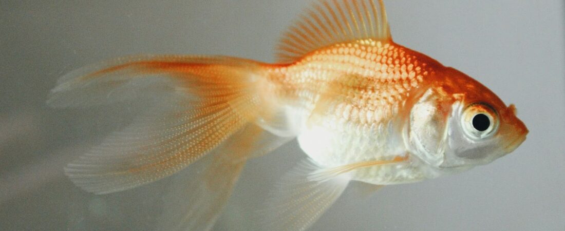 Les symptômes de fin de vie chez les poissons rouges et autres poissons classiques d&rsquo;eau douce