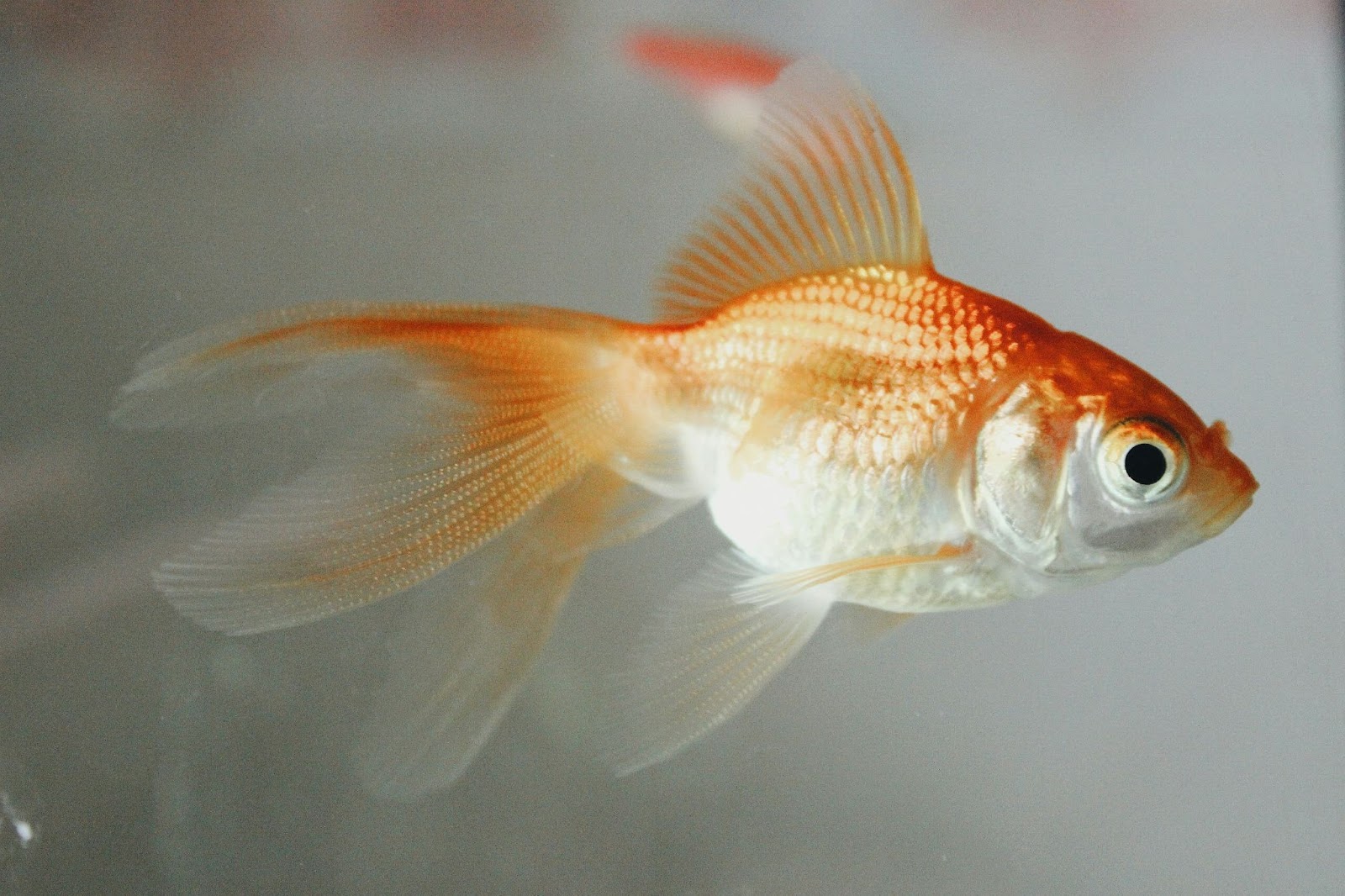 Les symptômes de fin de vie chez les poissons rouges et autres poissons classiques d’eau douce