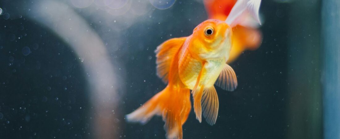Les symptômes de fin de vie chez les poissons rouges et autres poissons classiques d&rsquo;eau douce