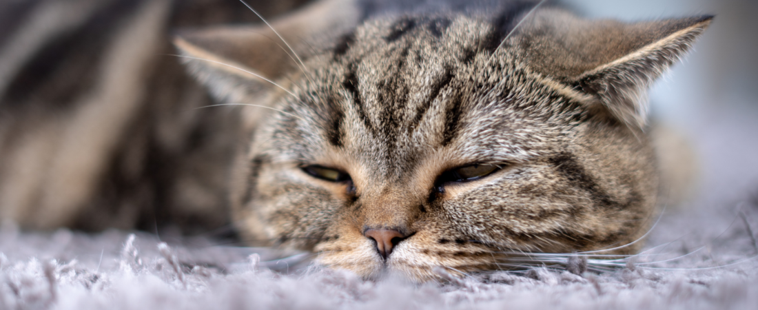 Un jour de congé pour la mort de son animal : pour ou contre ?