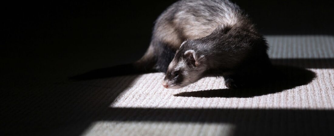 Quels sont les symptômes de fin de vie chez les furets ?