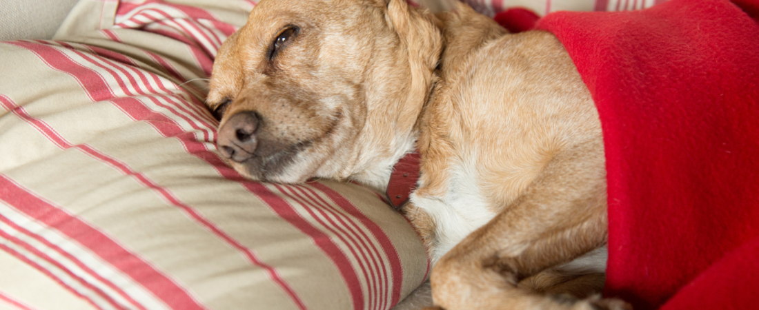 Soins palliatifs pour animaux : à qui s’adresser et comment trouver de l’aide ?