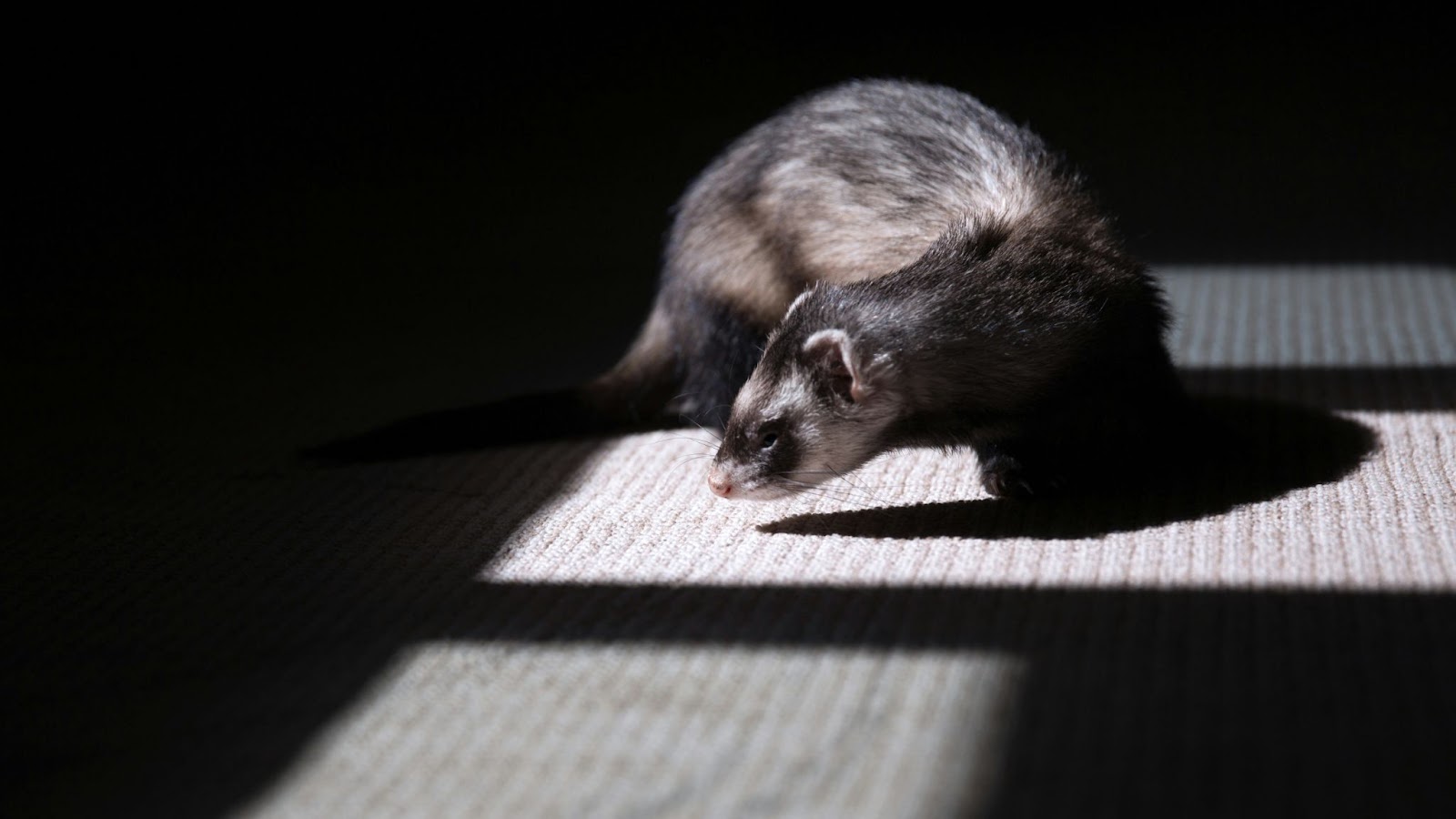 Quels sont les symptômes de fin de vie chez les furets ?