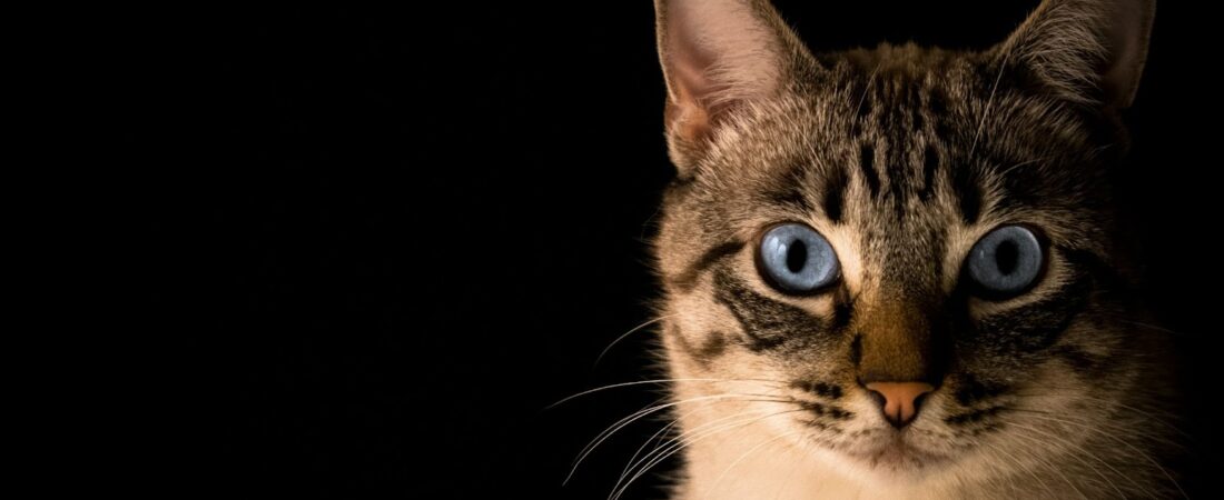 Quels sont les symptômes de fin de vie chez les chats ?