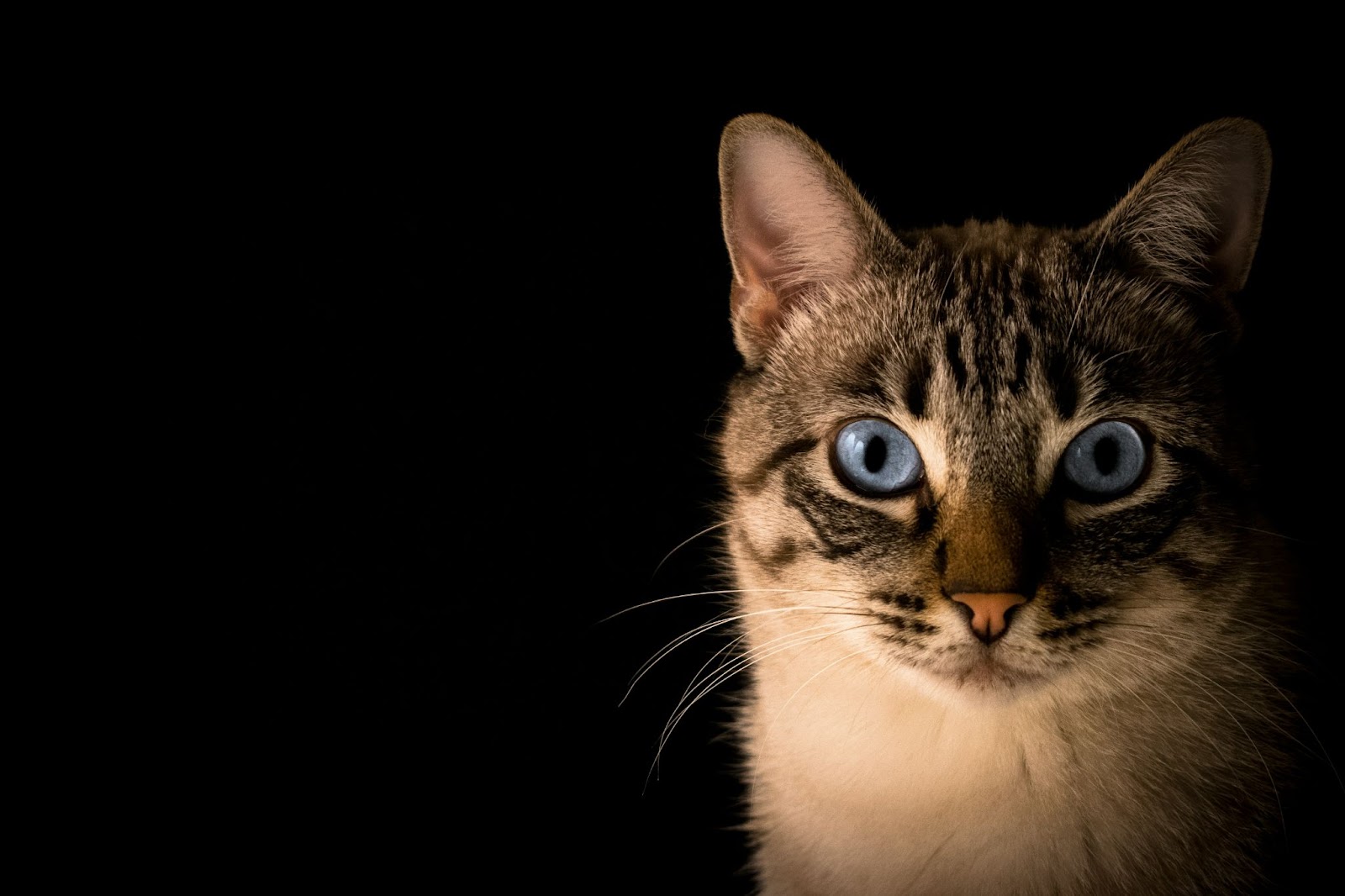 Quels sont les symptômes de fin de vie chez les chats ?