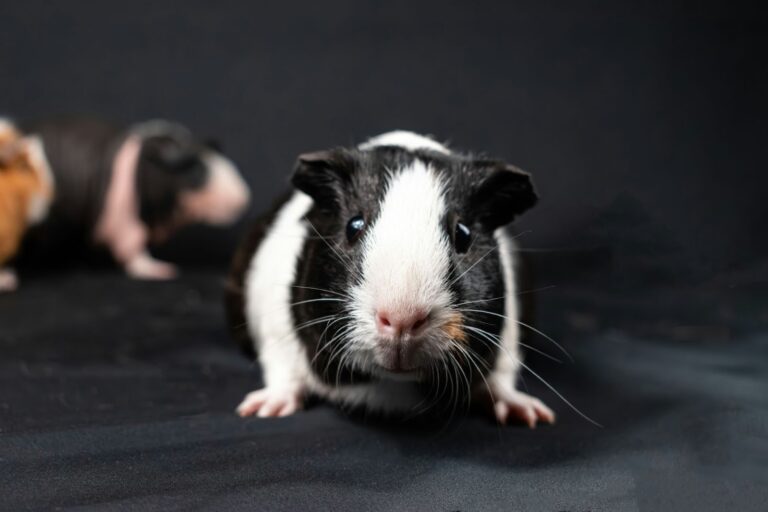 Quels sont les symptômes de fin de vie chez les cochons d&rsquo;Inde ?