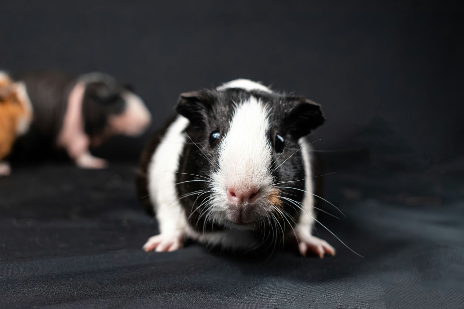 Quels sont les symptômes de fin de vie chez les cochons d’Inde ?
