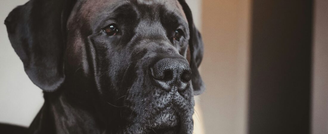 Quels sont les symptômes de fin de vie chez les très grands chiens (Dogue Allemand, Saint-Bernard, Mastiff…) ?