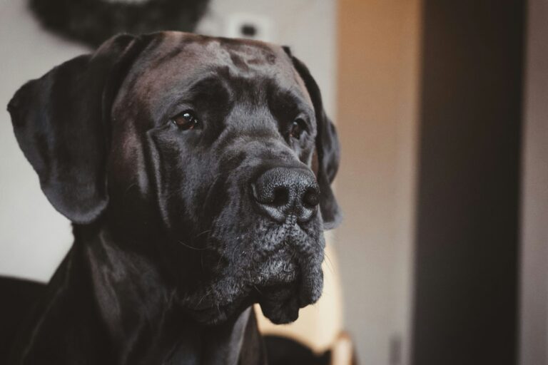 Quels sont les symptômes de fin de vie chez les très grands chiens (Dogue Allemand, Saint-Bernard, Mastiff…) ?
