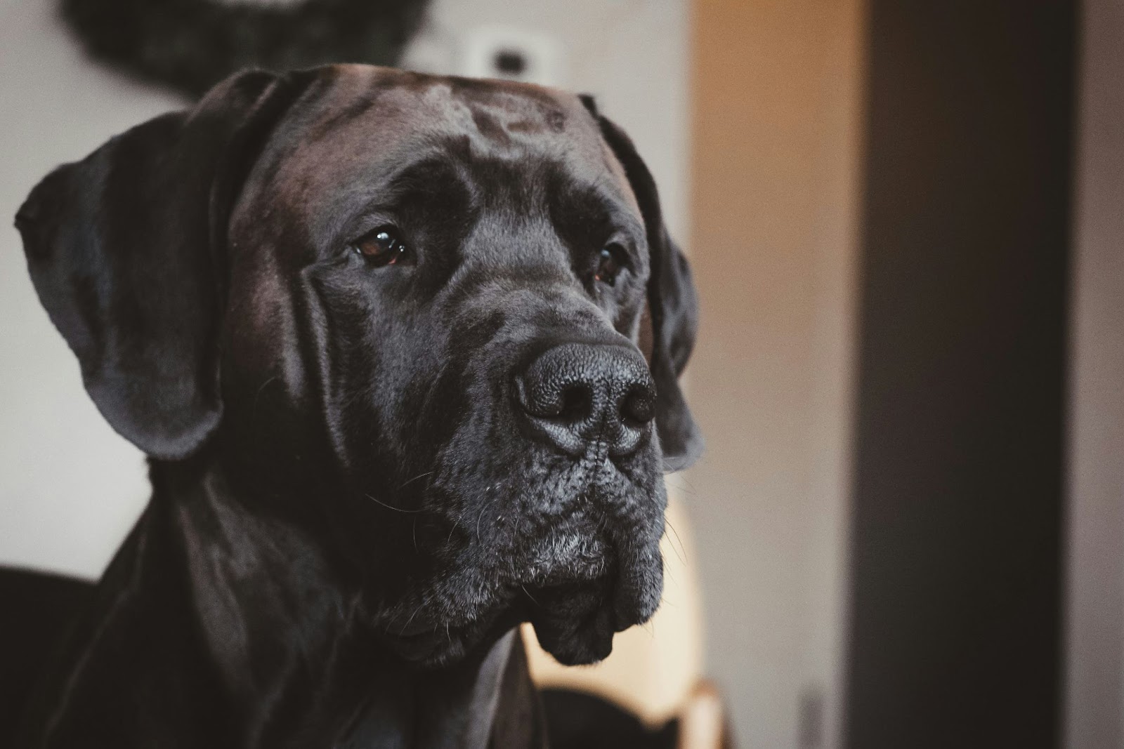 Quels sont les symptômes de fin de vie chez les très grands chiens (Dogue Allemand, Saint-Bernard, Mastiff…) ?