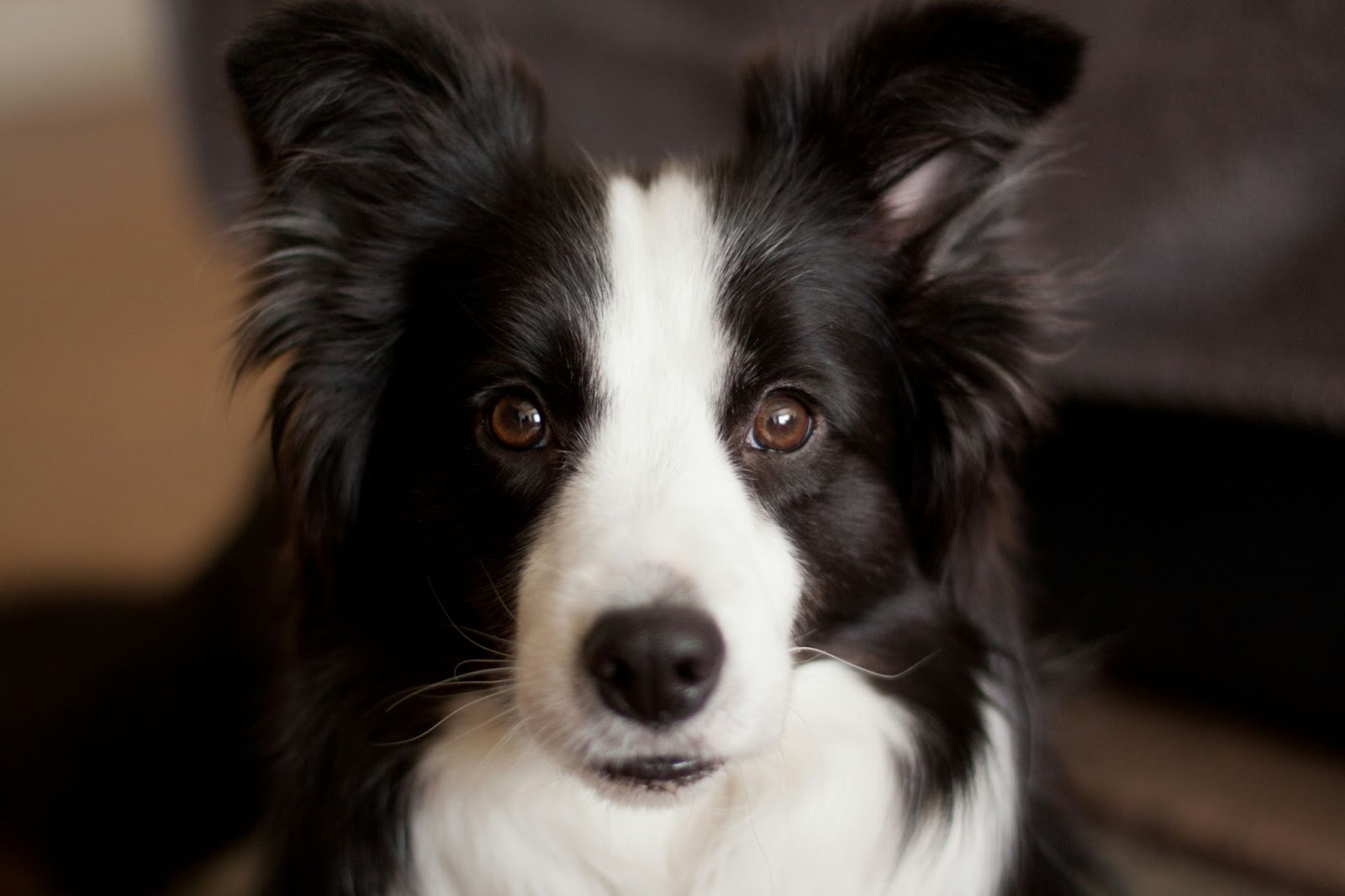 Quels sont les symptômes de fin de vie chez les chiens moyens (Beagle, Cocker Spaniel, Bouledogue, Border Collie…) ?
