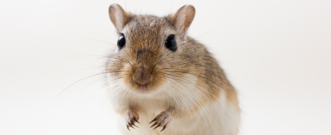 Comment différencier une fin de vie paisible d’une souffrance chez l’animal