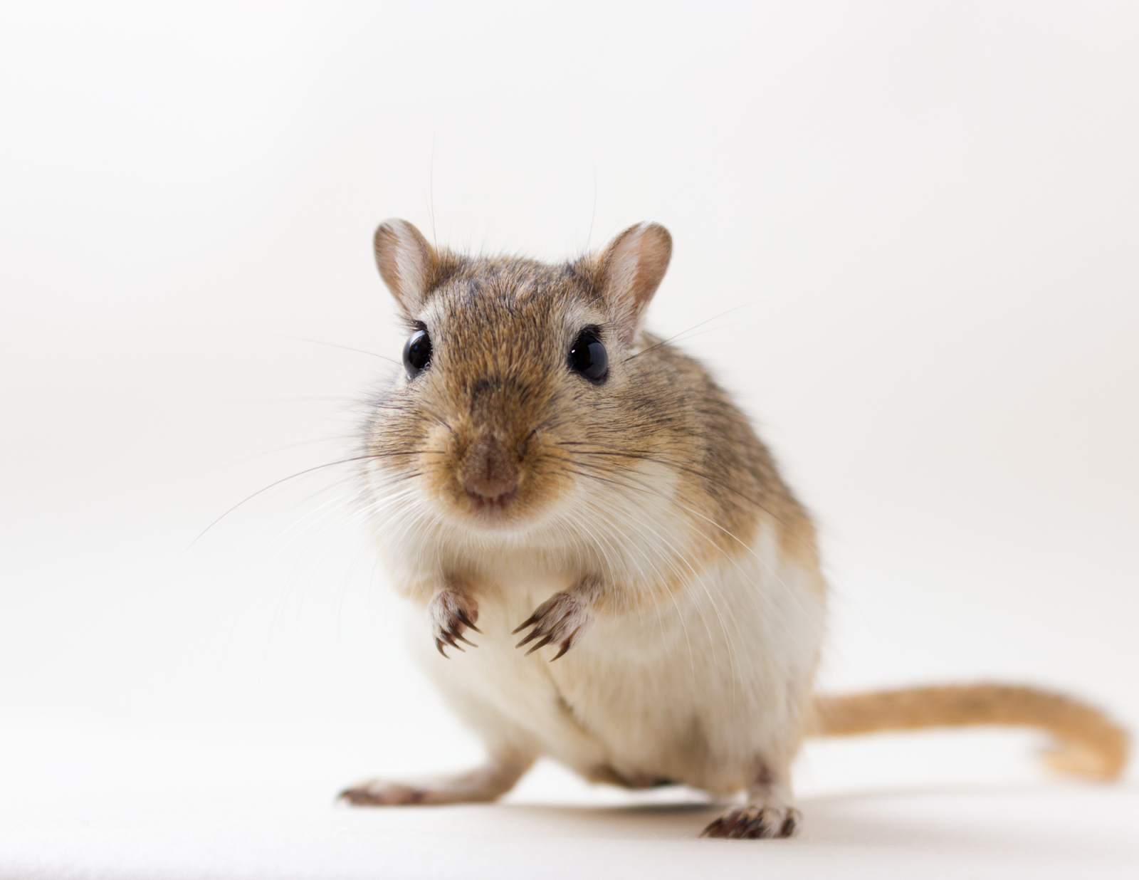 Comment différencier une fin de vie paisible d’une souffrance chez l’animal