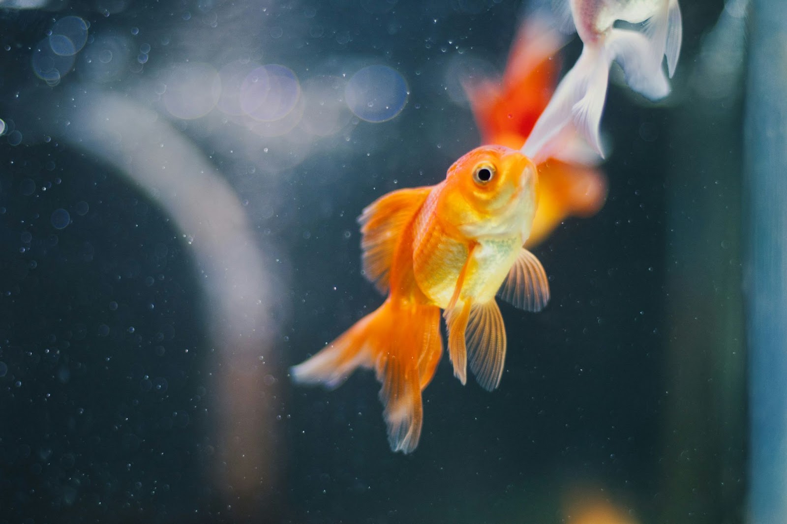 Les symptômes de fin de vie chez les poissons rouges et autres poissons classiques d’eau douce