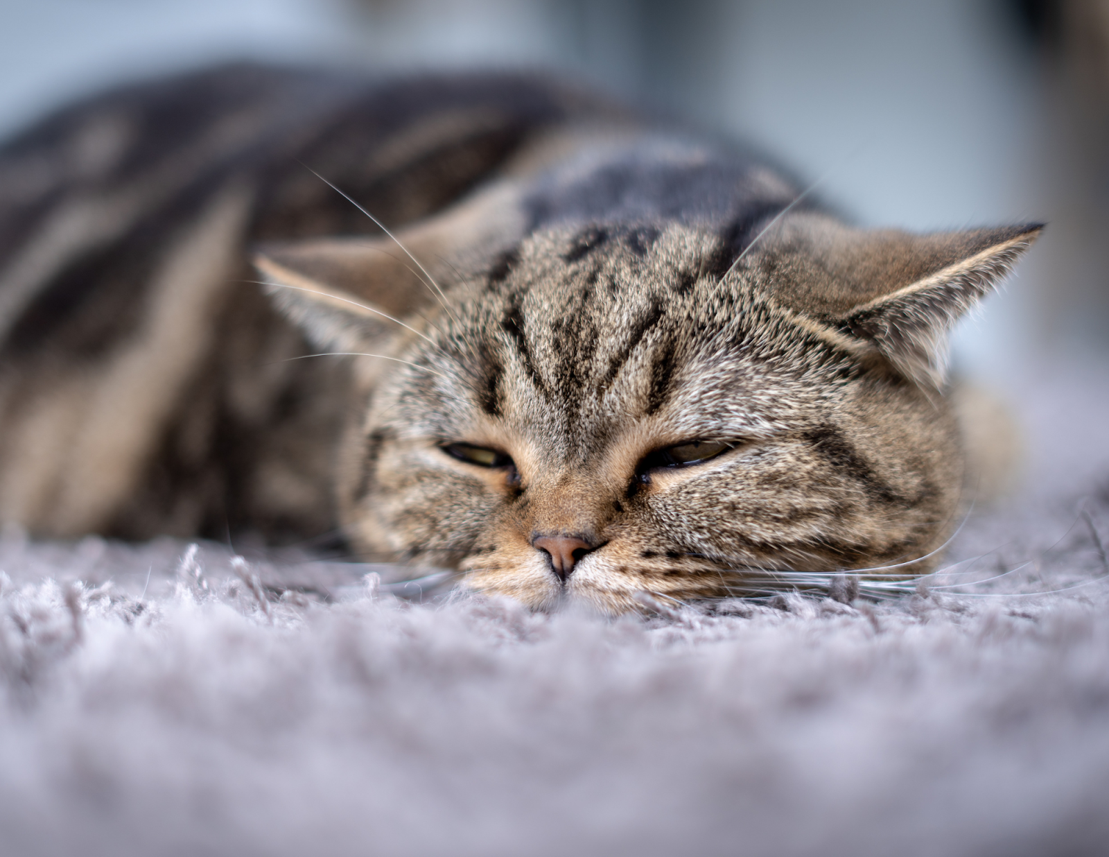 Un jour de congé pour la mort de son animal : pour ou contre ?