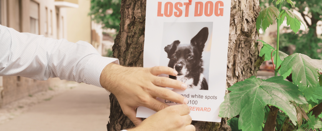 Mon animal a disparu : est-ce que j&rsquo;ai le droit de poser des affichettes dans la rue ? Législation et astuces.