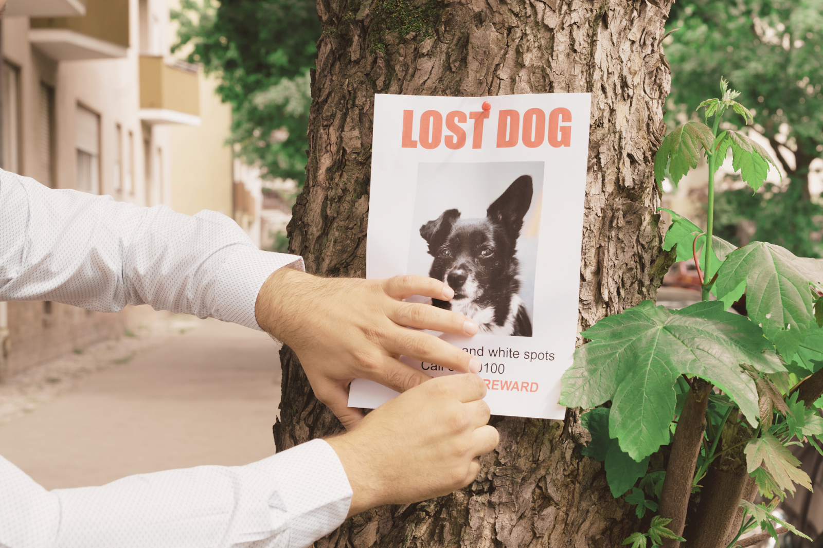 Mon animal a disparu : est-ce que j&rsquo;ai le droit de poser des affichettes dans la rue ? Législation et astuces.