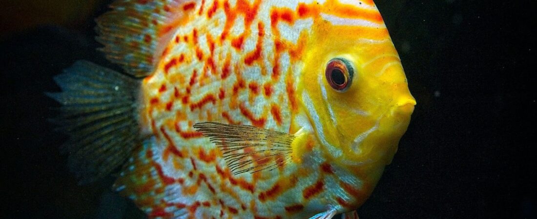 Les symptômes de fin de vie chez les poissons tropicaux d’eau douce : comment les reconnaître et quand s’inquiéter