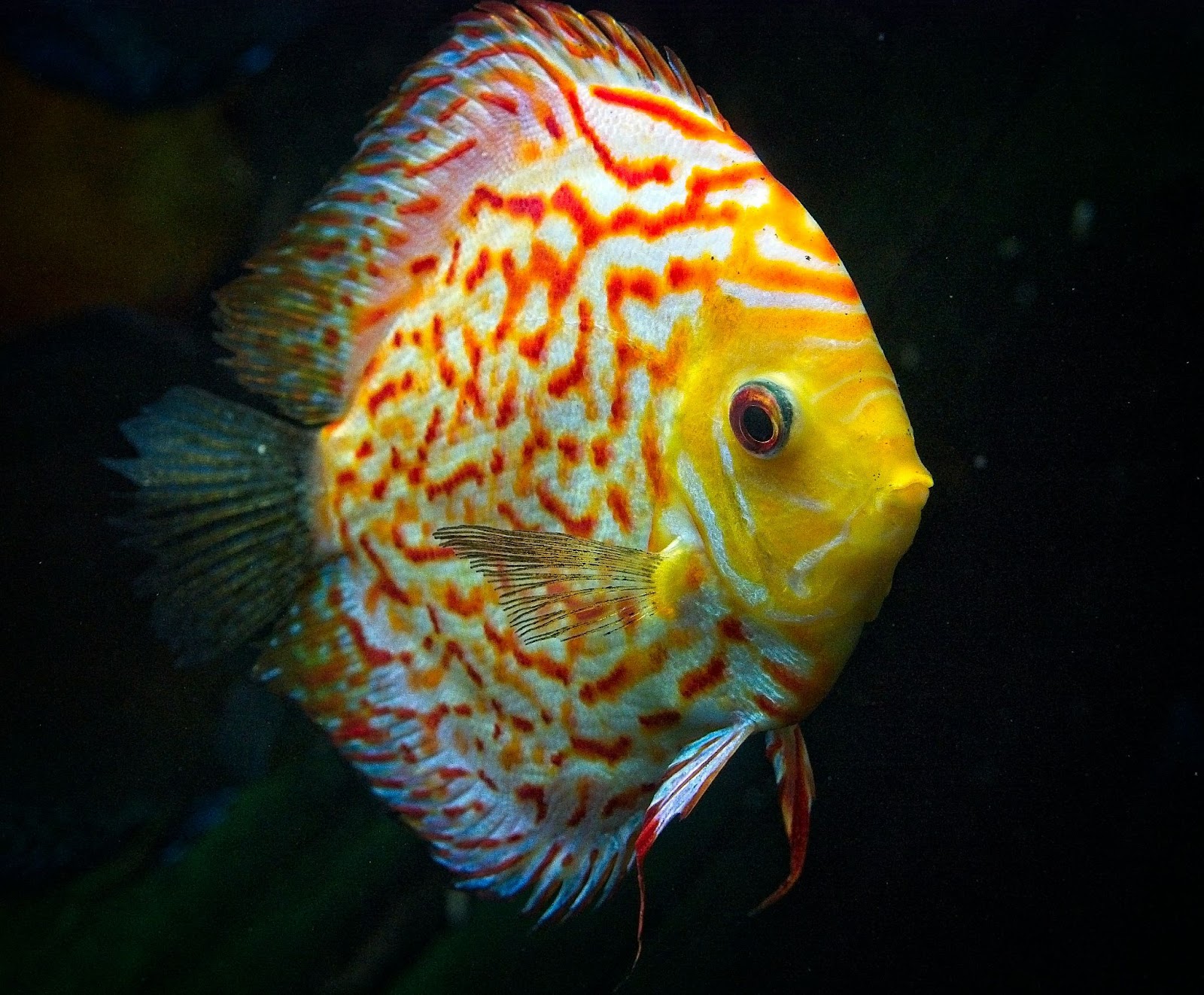 Les symptômes de fin de vie chez les poissons tropicaux d’eau douce : comment les reconnaître et quand s’inquiéter